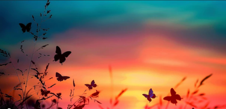 Papillon couche de soleil